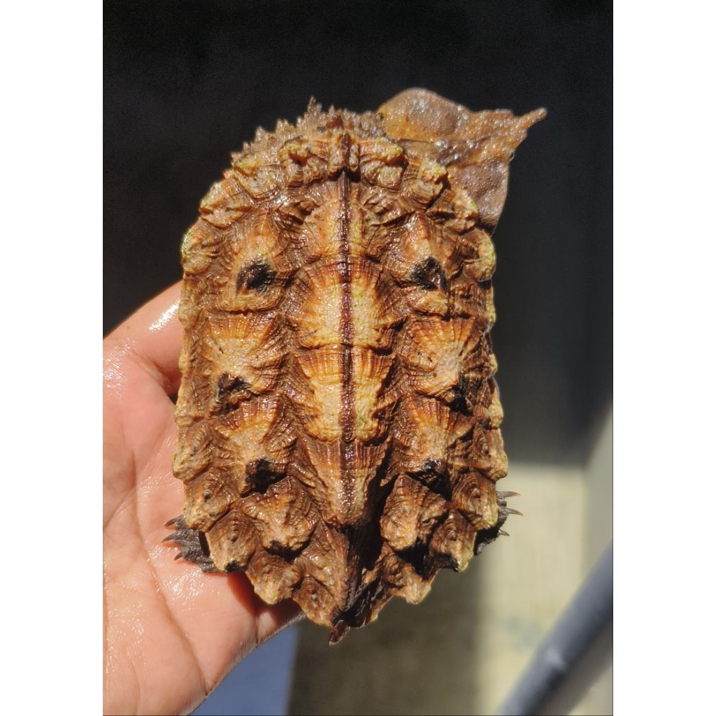 hiasan kura kura matamata peruvian