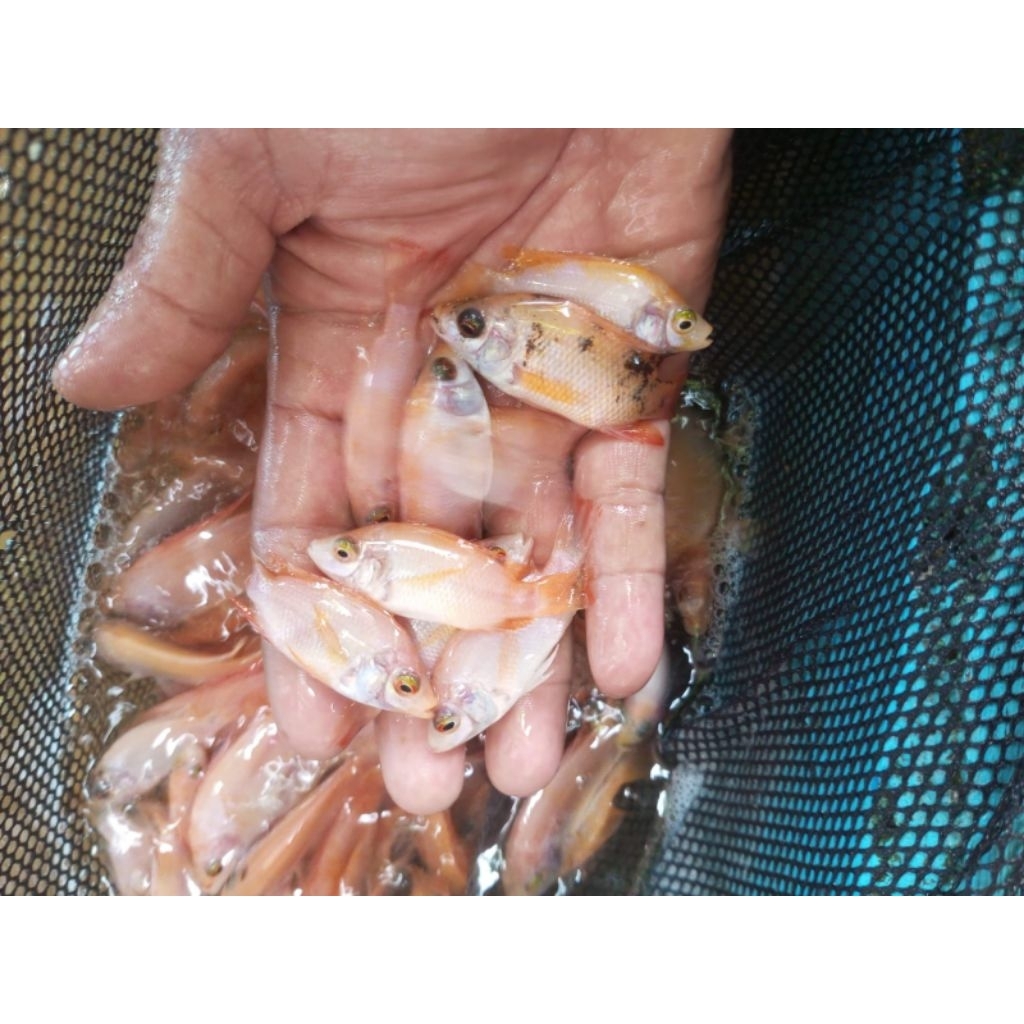 bibit ikan nilai bangkok