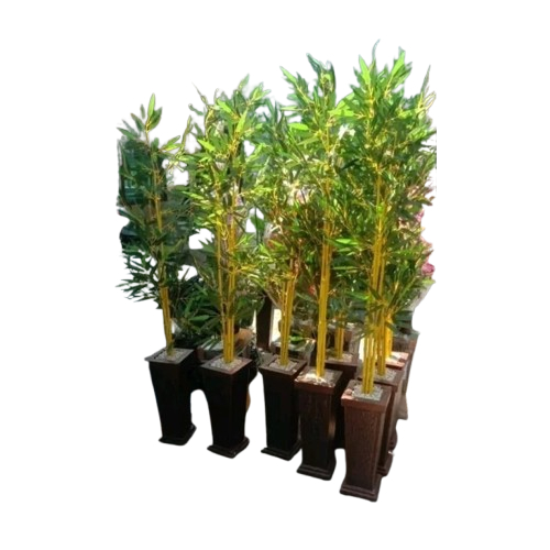 Bibit Bambu Kuning / Ampel Kuning Siap Tanam / Tanaman Hias Bambu Kuning