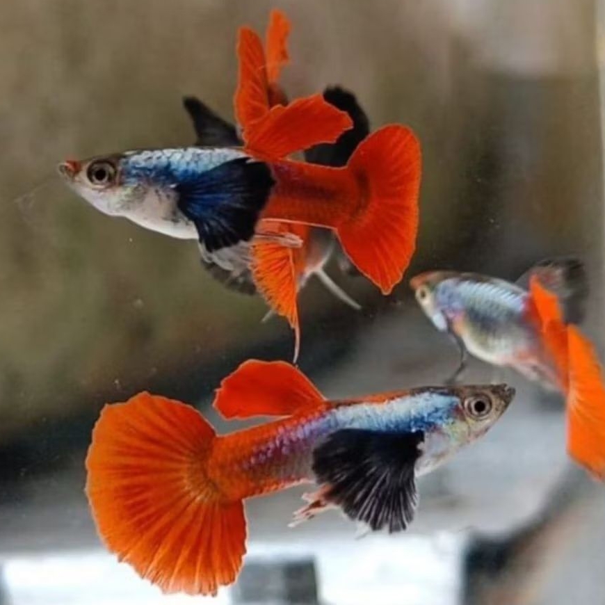 pembersih lantai ikan guppy PRTDE ROUNDTAIL sepasang