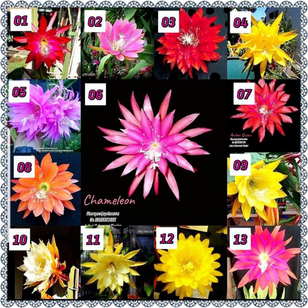 Tanaman Hias Bunga Wijaya Kusuma / Bibit Bunga Hias Wijaya Kusuma / Bunga Gantung / Tanaman Gantung