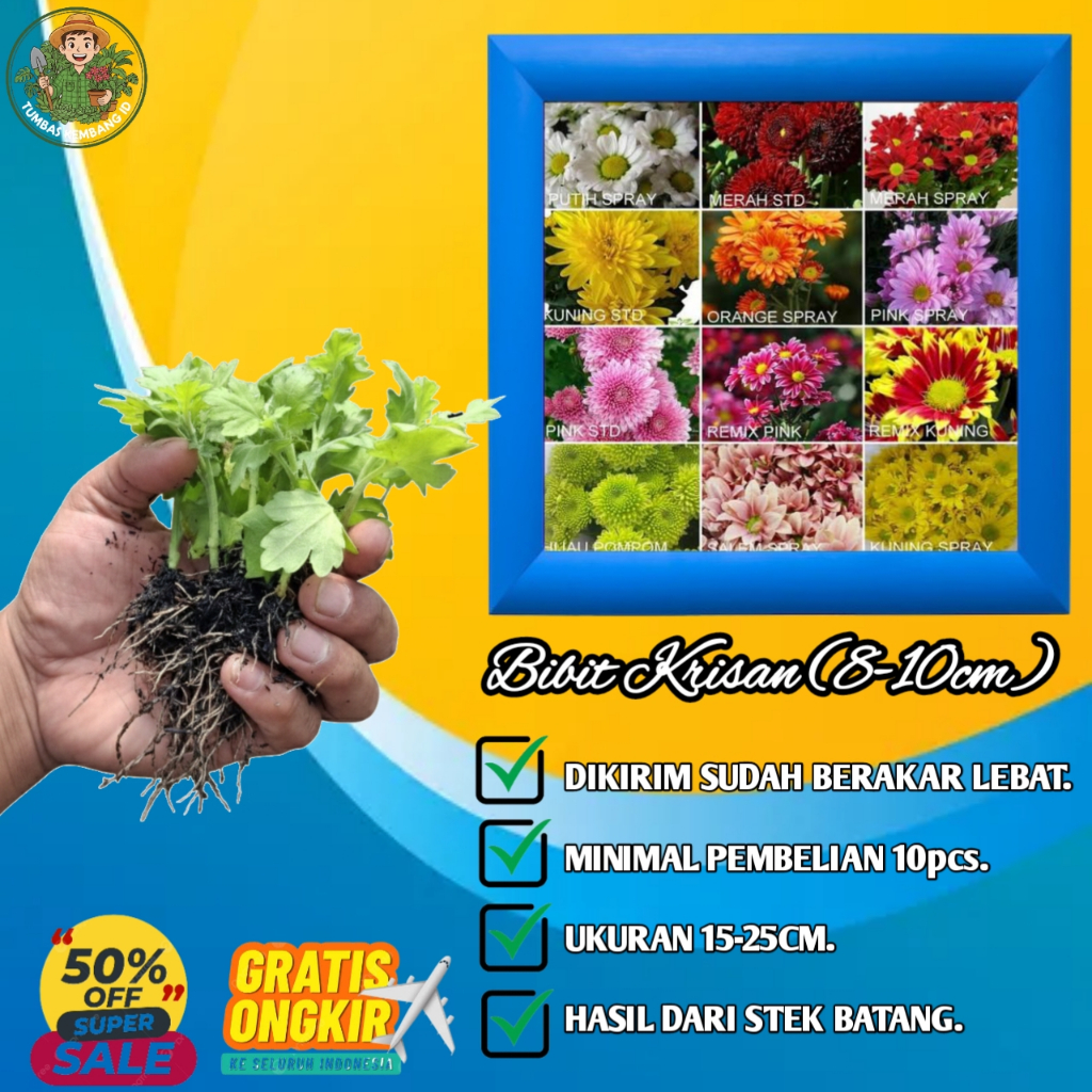 Bibit Tanaman Hias Bunga Aster Krisan Seruni ( Chrysanthemum Morifolium) 8-10cm Hidup Berakar Siap T