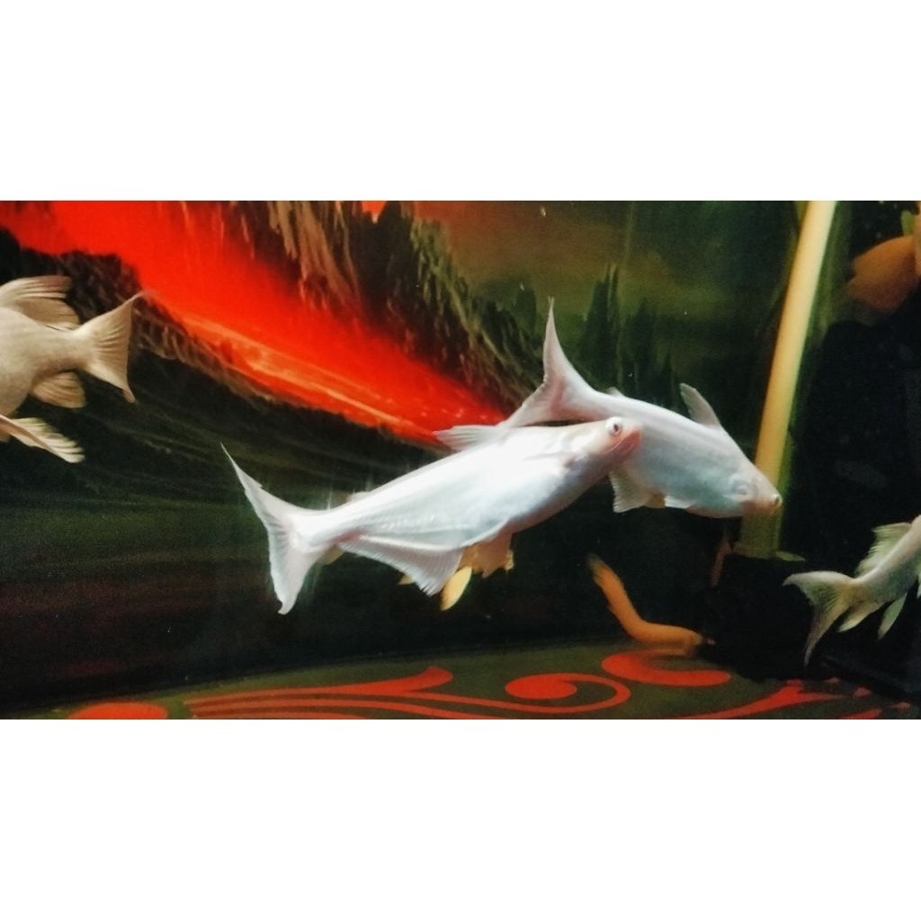 IKAN HIAS PATIN ALBINO MATA MERAH SIZE 20 CM SEHAT