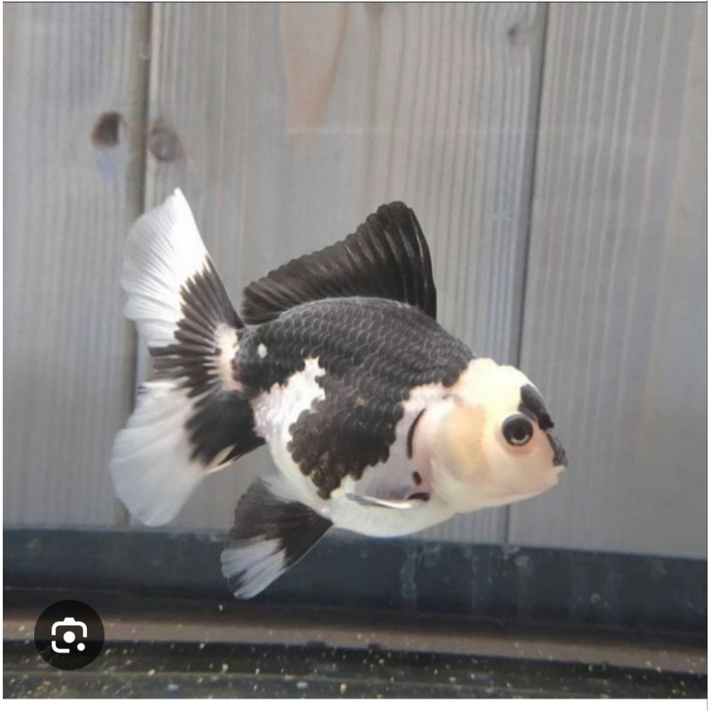 KOKI ORANDA PANDA