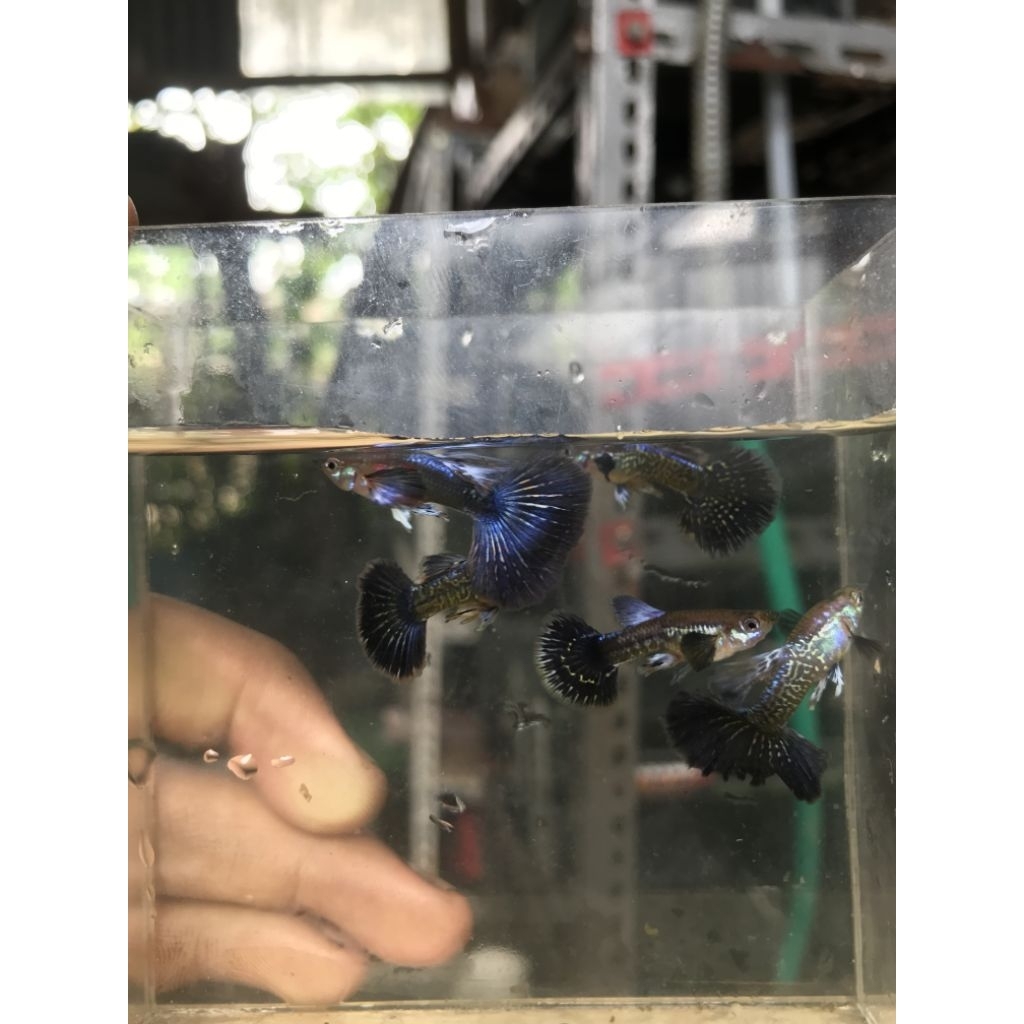 gantungan kunci Guppy purple dragon jantan grade sesuai video