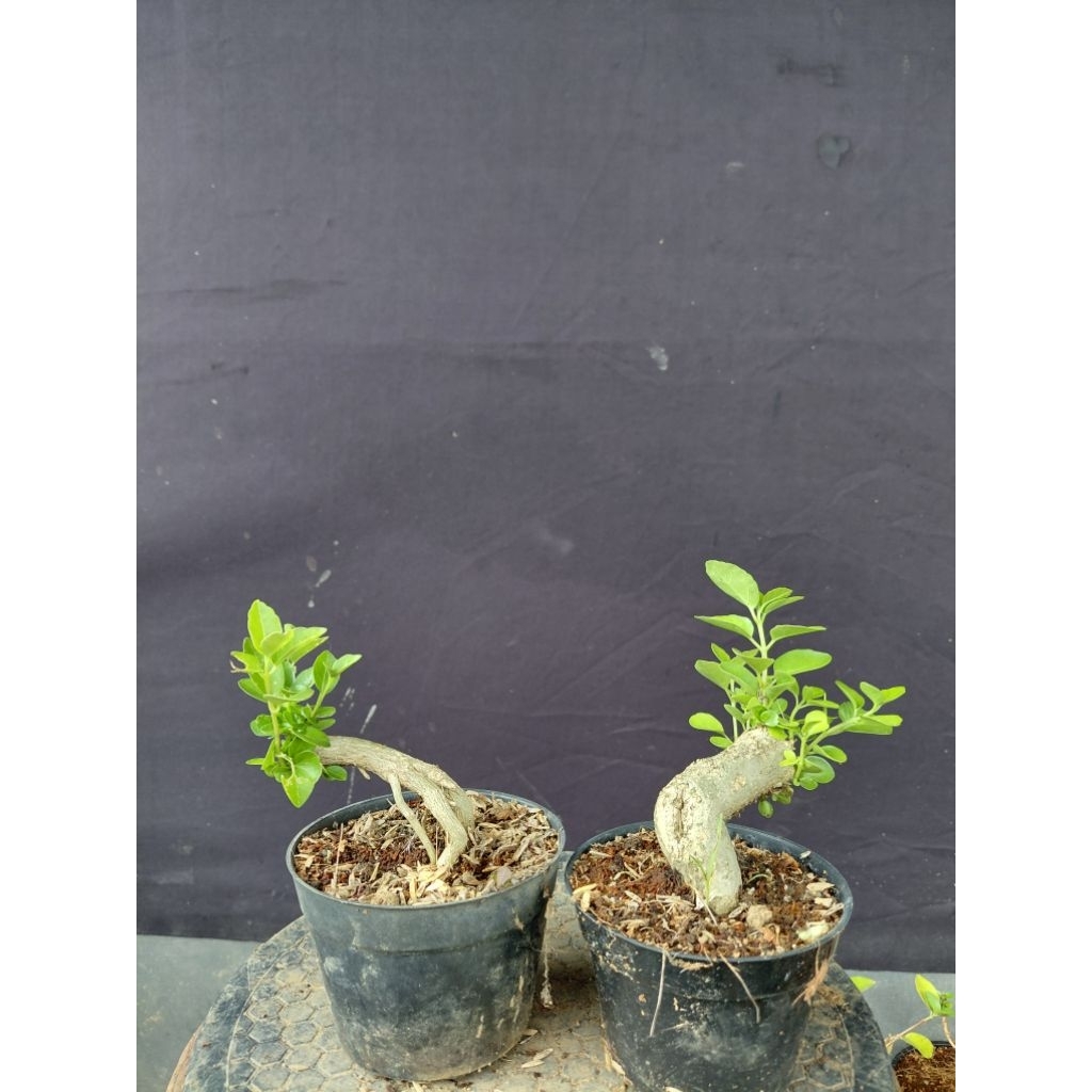 Bonsai sancang unik/Bonsai sancang mini/bonsai dari akar sancang/bonsai murah meriah