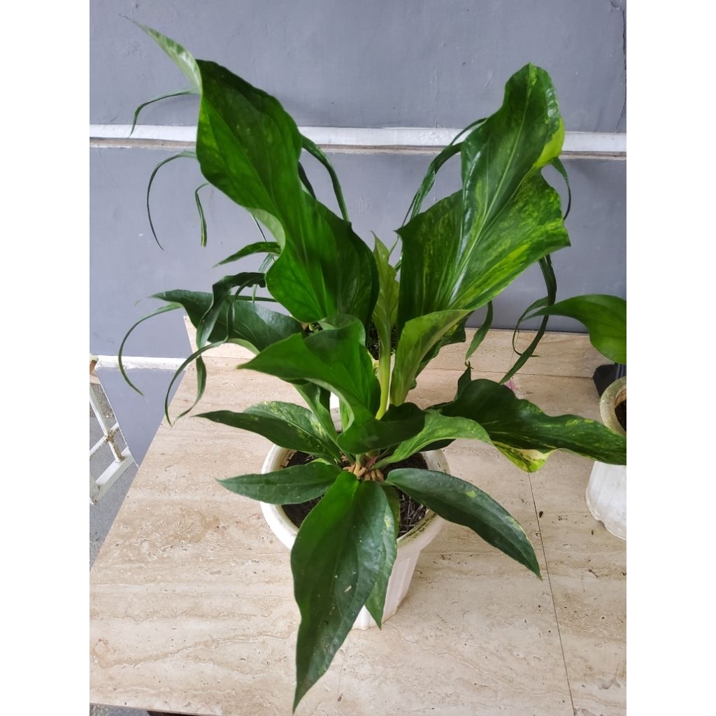 Anthurium Obor varigata