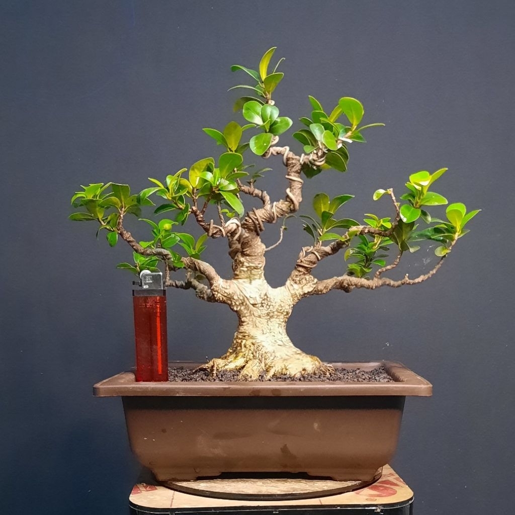 bonsai beringin kimeng compacta realpict