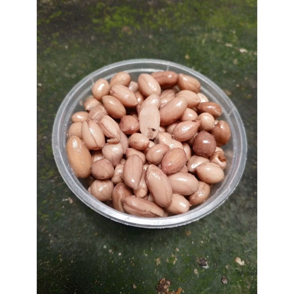 Kacang Presto Umpan Bawal