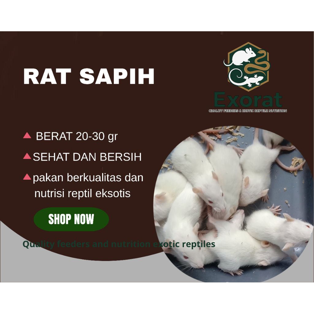 tikus putih  rat sapih untuk pakan reptil