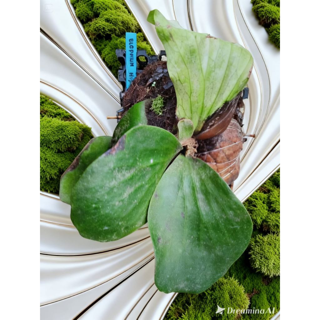 Platicerium Elephantotis