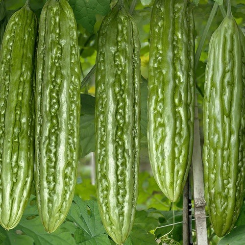 2 Biji Benih Pare WUHAN F1