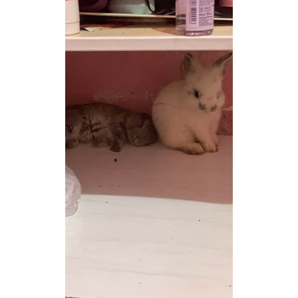 Kelinci usia 2 bulan ND x HL kelinci hias