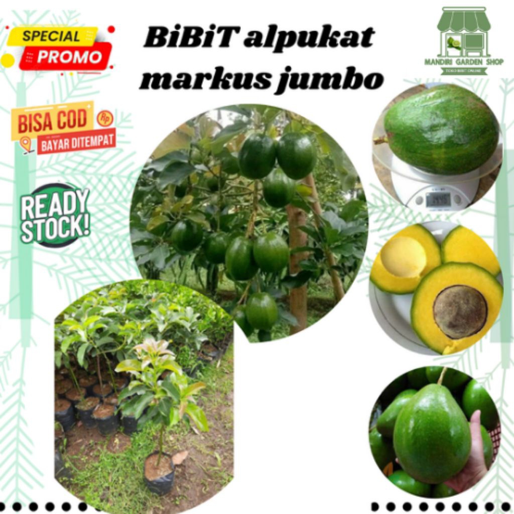 bibit alpukat Markus jumbo