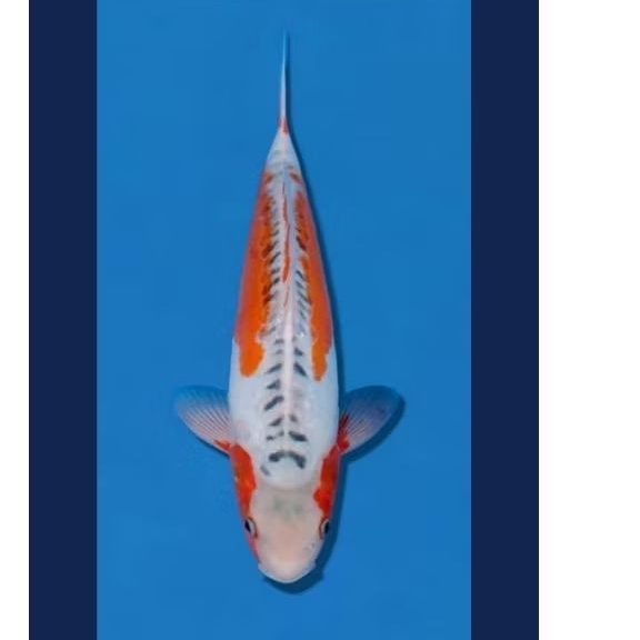 ikan koi hana shusui berkualitas A size 30-35cm