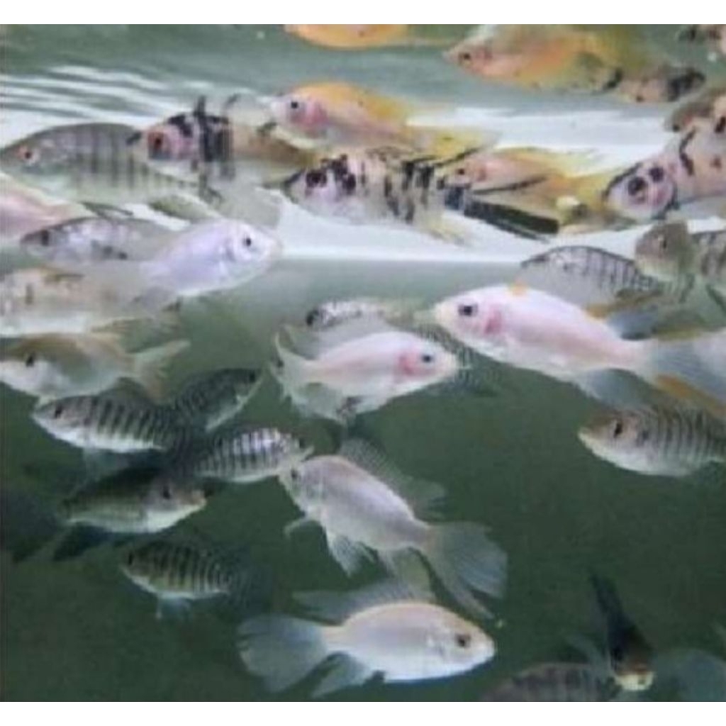 bibit ikan nila merah kumpay