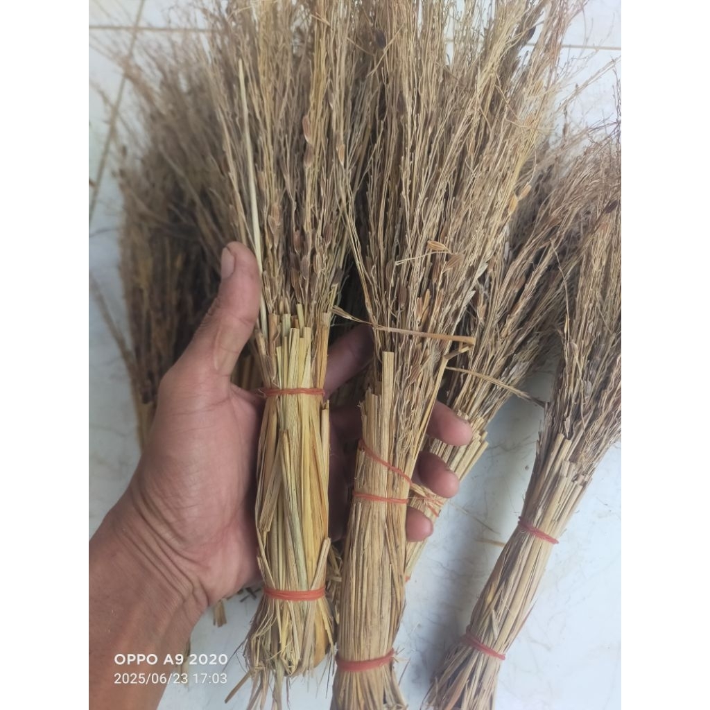 jerami merang ketan hitam asli sapu jerami padi ketan hitam
