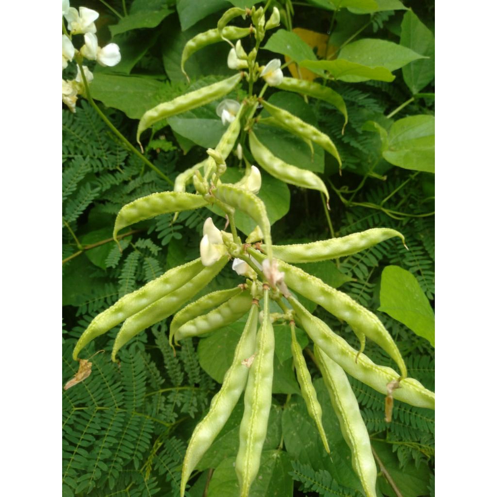 Sayur Koro Uceng Hijau segar