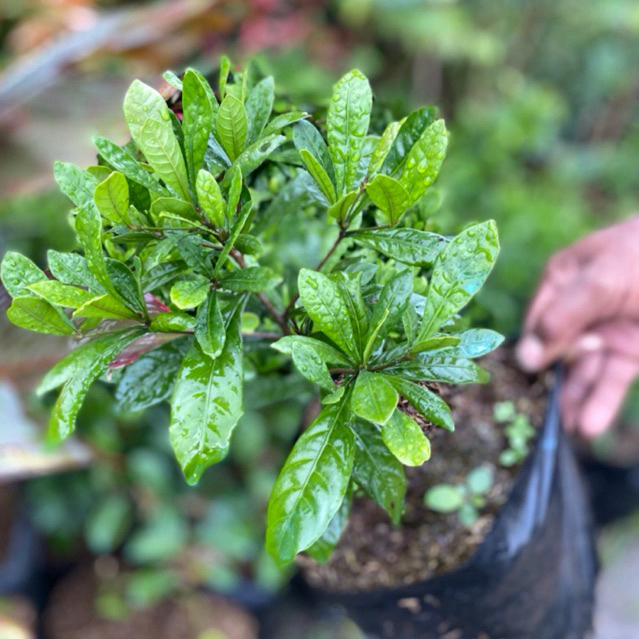 Pohon bibit buah miracle - miracle fruit - buah ajaib