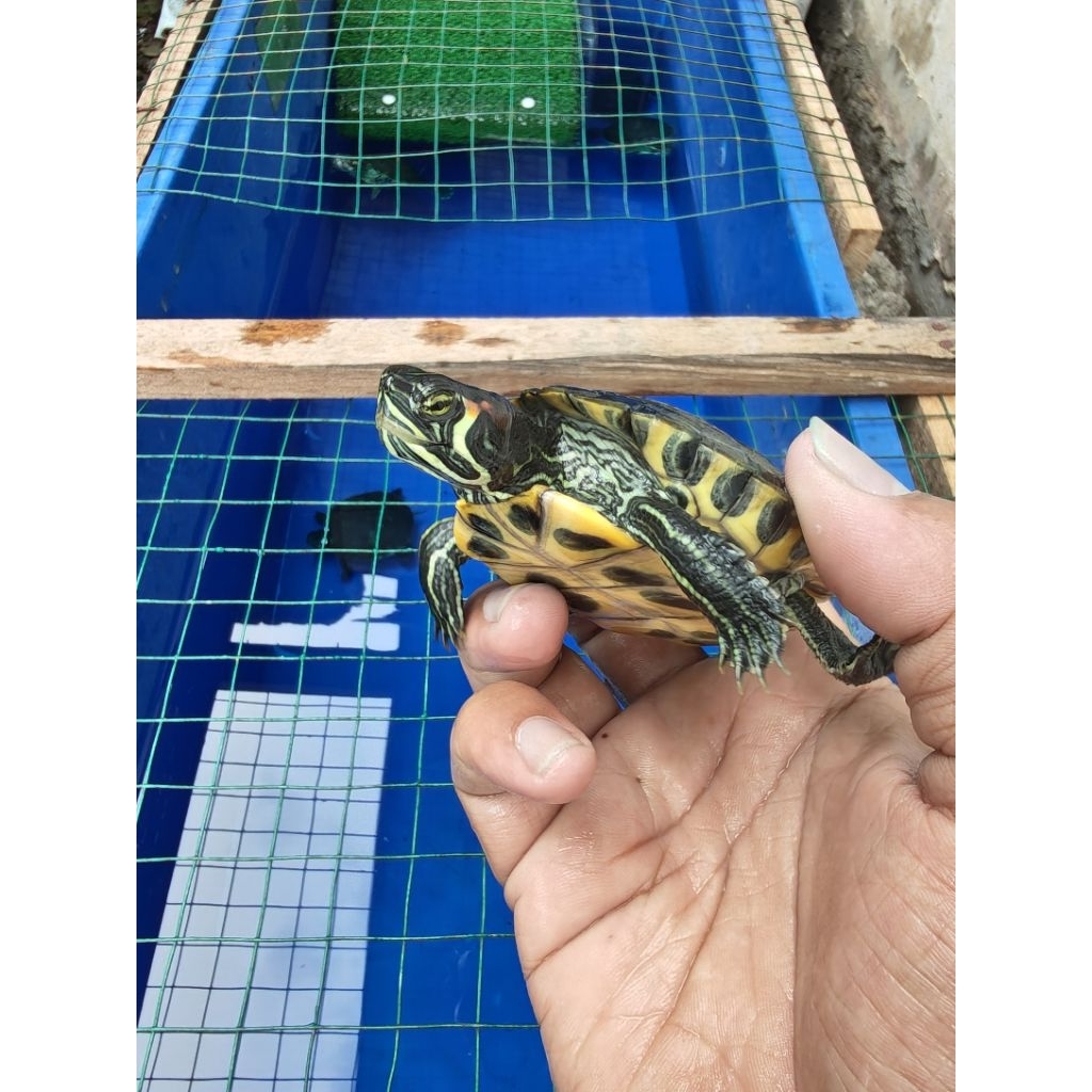 Pelet Kura YellowBelly Hybrid