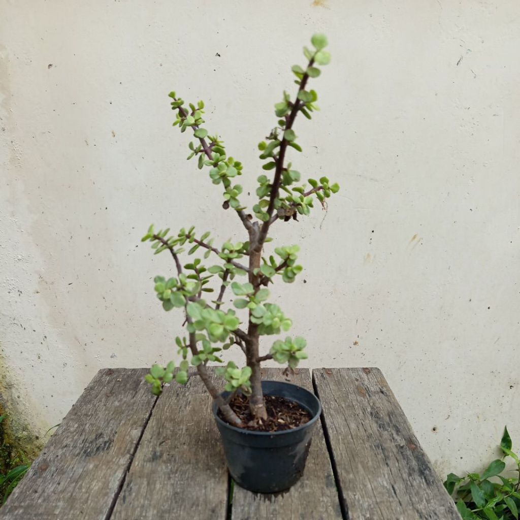 Sukulen Portulacaria afra | elephants bush | dwarf jade plant