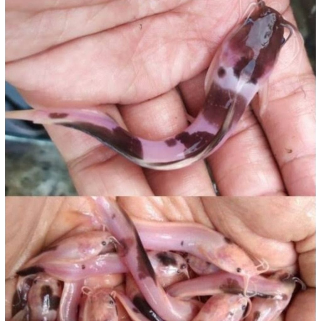 bibit ikan lele albino/lele belang sz 12-14cm