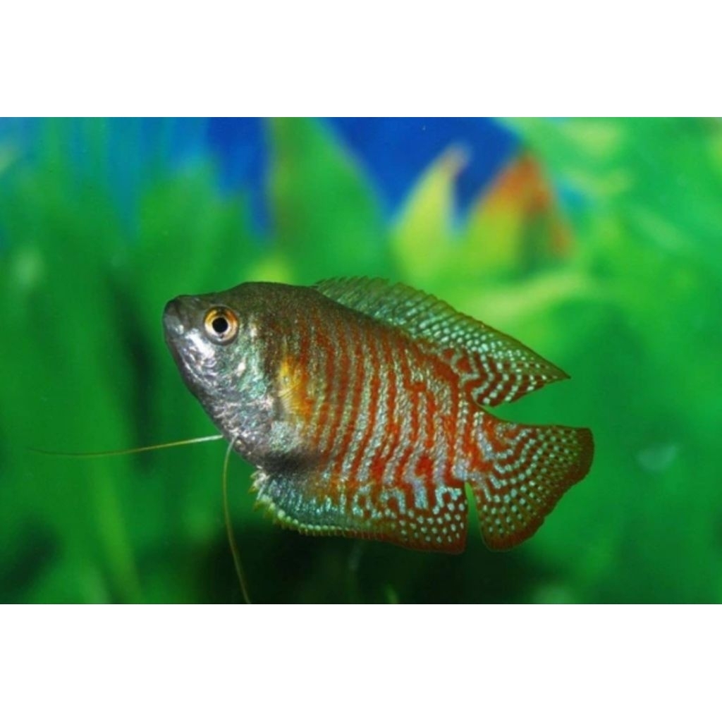 ikan sepat ralis/sepat hias aquascape