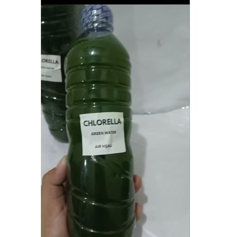 Chlorella/ Phytoplankton / Green Water Chlorella / Air Hijau 600ml