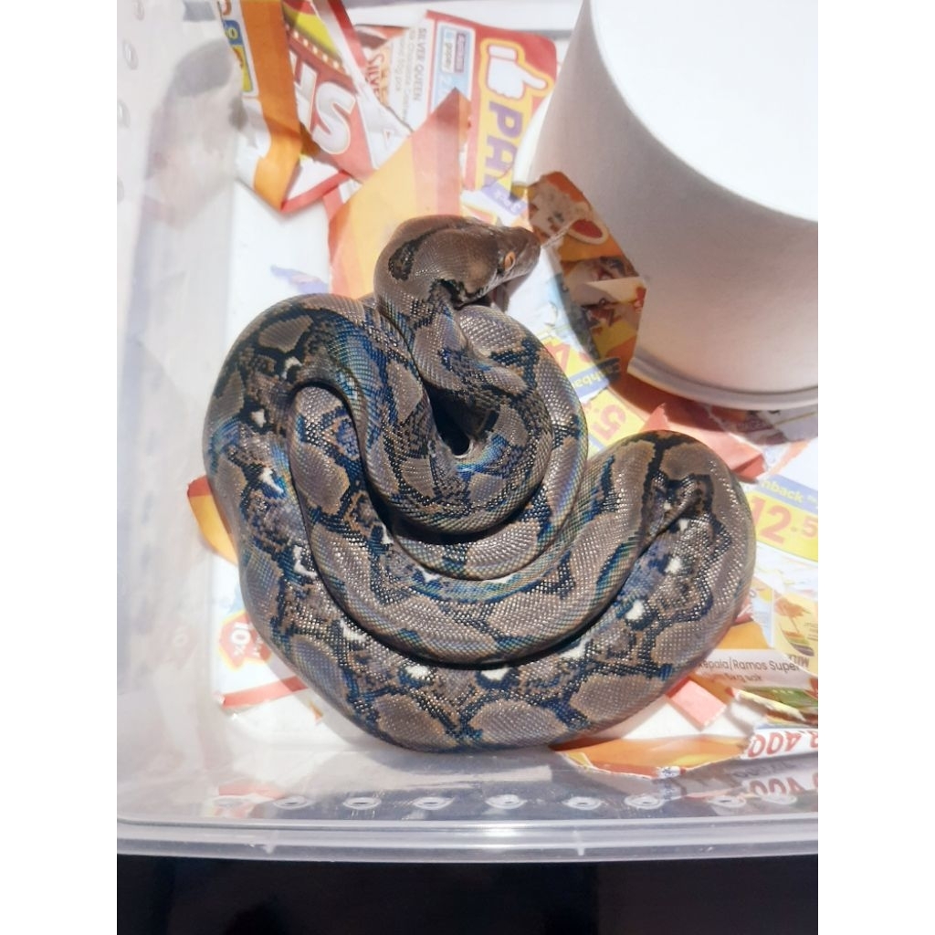 reticulatus