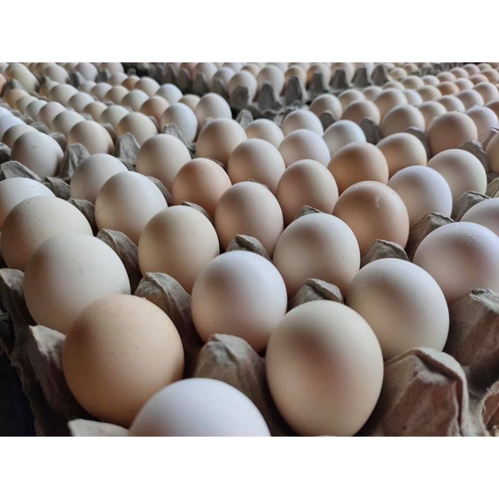 Telur Ayam KUB Fertil 30butir