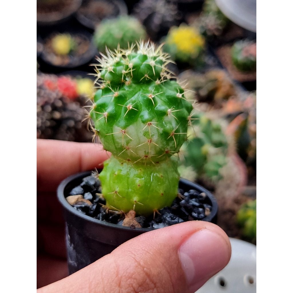 GYMNO MARBLE STARSHAPE UNIK DI POT 5CM//MIHANOVICHI//GYMNOCALYSIUM//KAKTUS//KAKTUS MINI//KAKTUS HIAS
