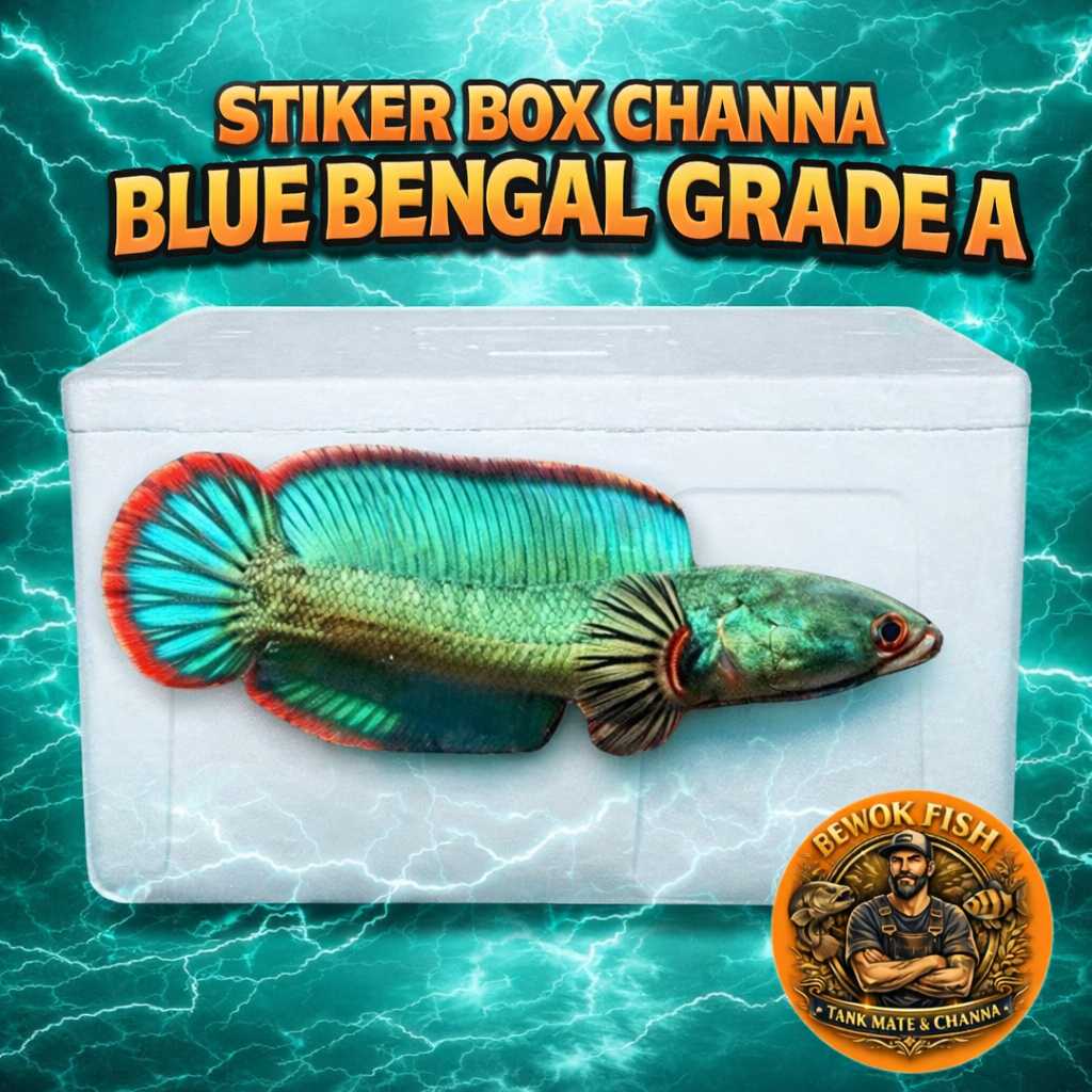 Stiker Box Channa Blue Bengal Size 3-5cm Grade A Siap Progres Bahan Mewah