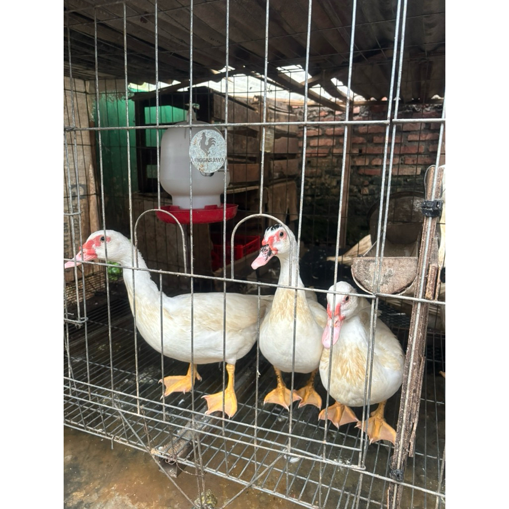 Entok Jumbo Blitar Leher Panjang (Betina)