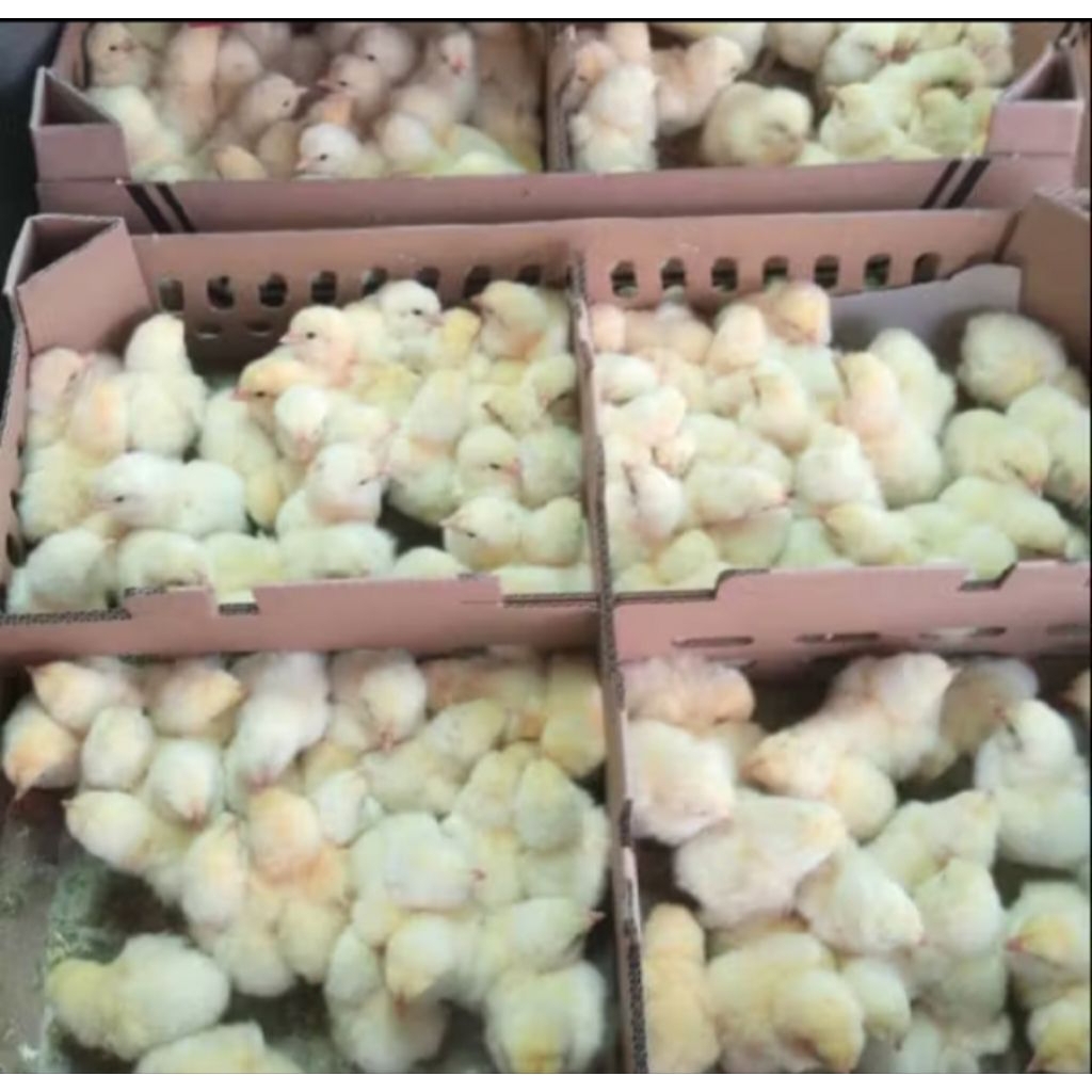 anakan ayam broiler - doc broiler - chiken broiler - broiler pedaging - broiler cepat besar