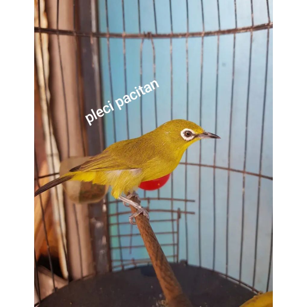 pleci dakun pacitan pilihan jantan