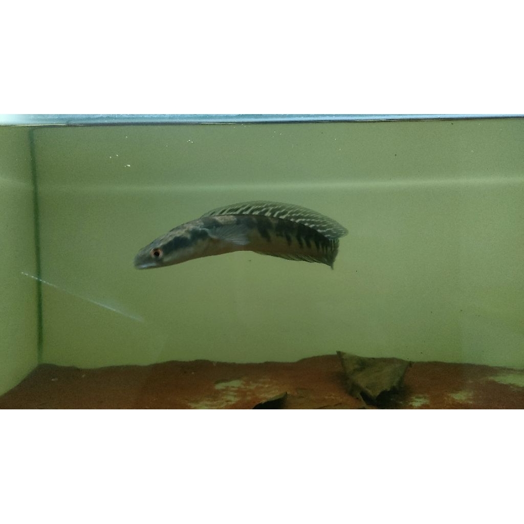 Ikan Channa Yellow Sentarum/Ys 18-20cm