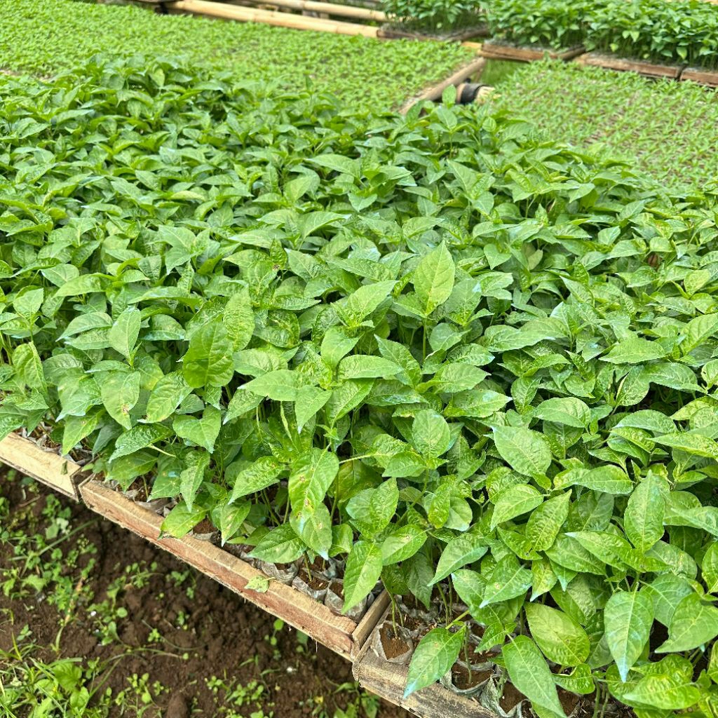 Bibit Cabai Rawit Unggul Viral