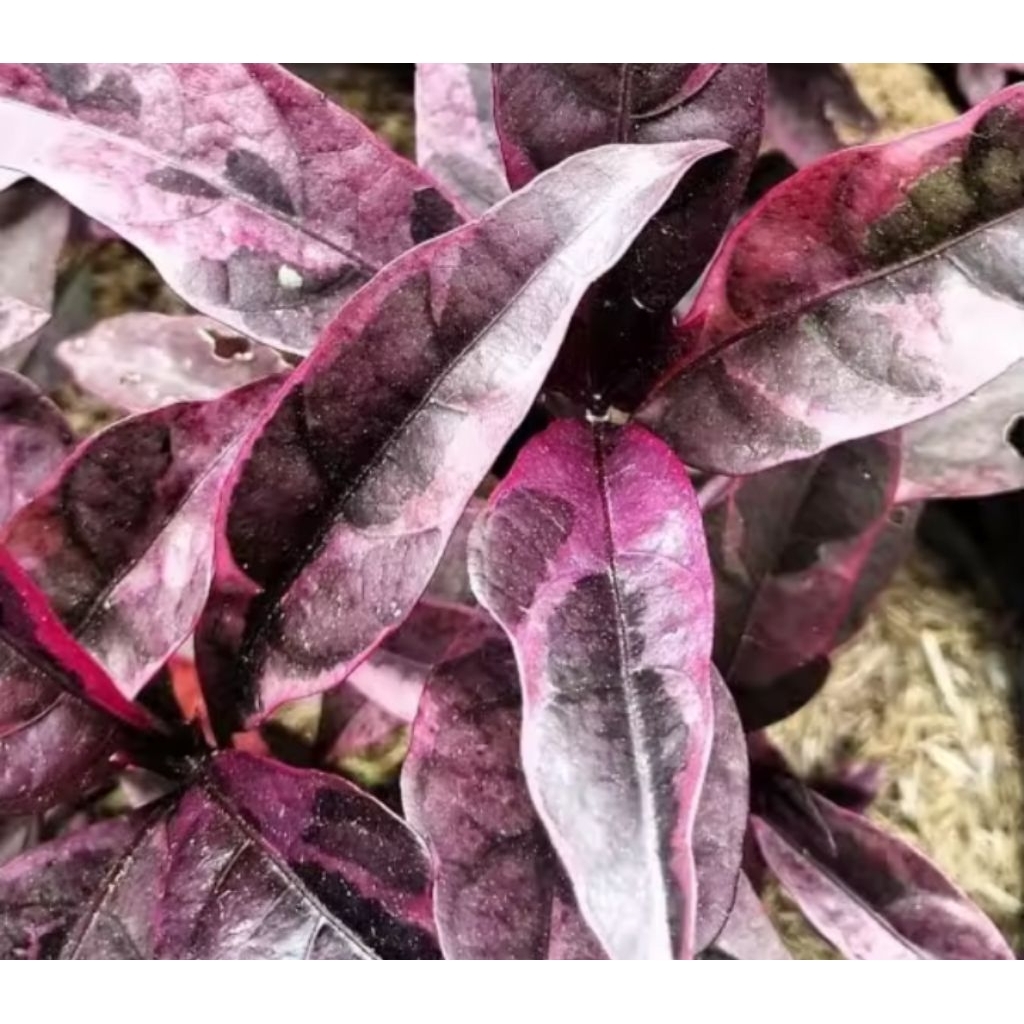 Pohon Melati Jepang Merah