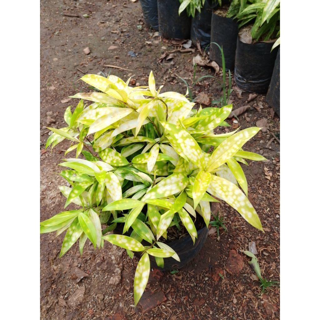 bibit tanaman hias bambu dracena kuning  daun bambu dracena kuning