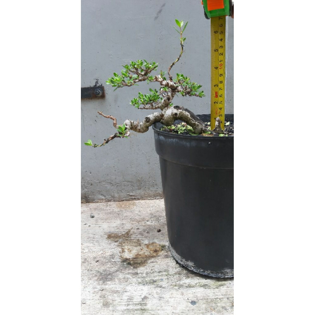 Bonsai Santigi Mame Hasil Semai Biji