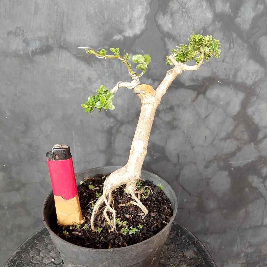 Bonsai sancang variegata mungil mame