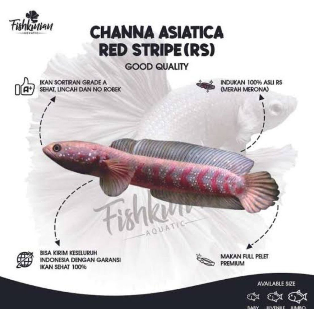 Asiatica red strip