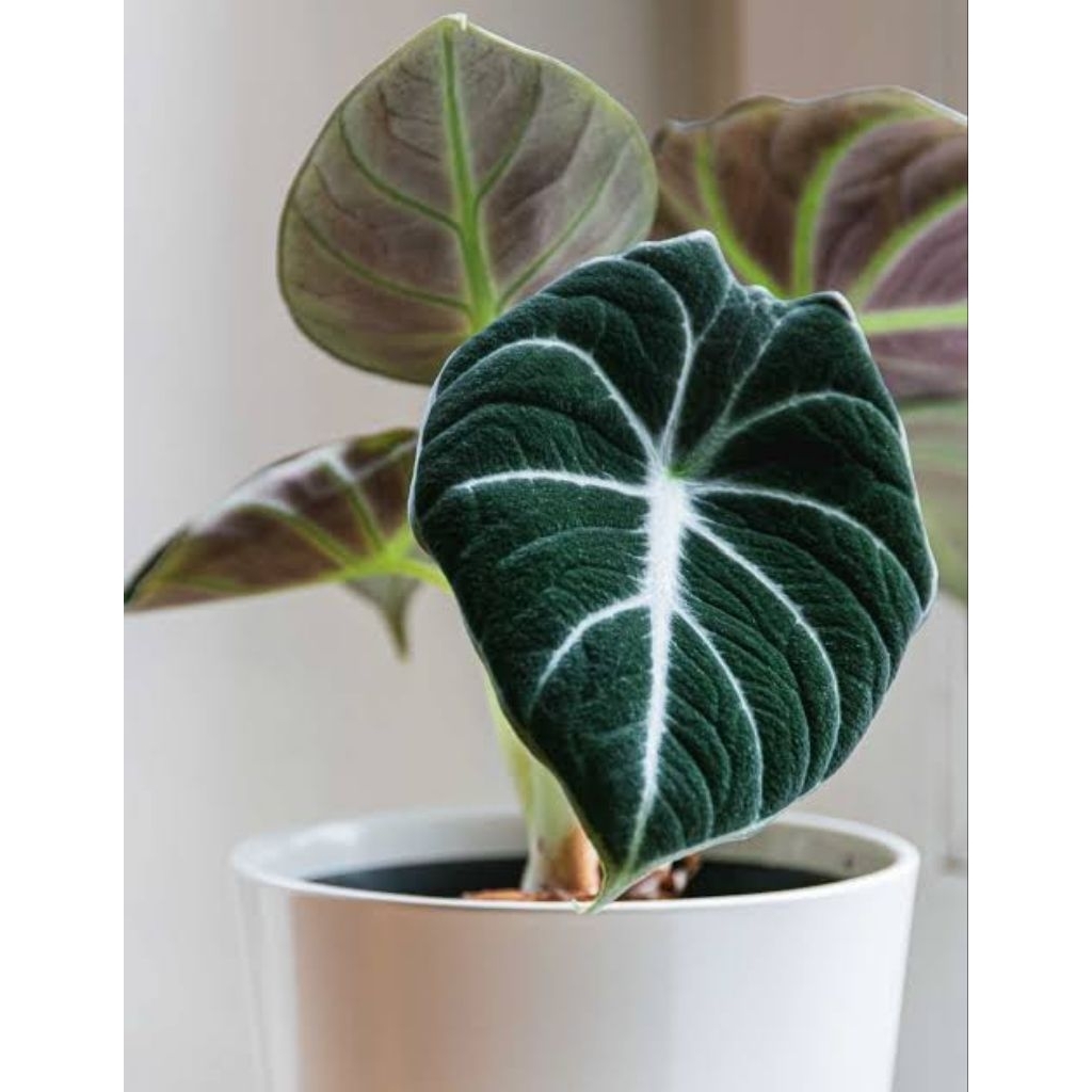 Alocasia Black Velvet (Alocasia reginula) – Alocasia Daun Hitam Beludru – Kolektor Tanaman Hias Prem