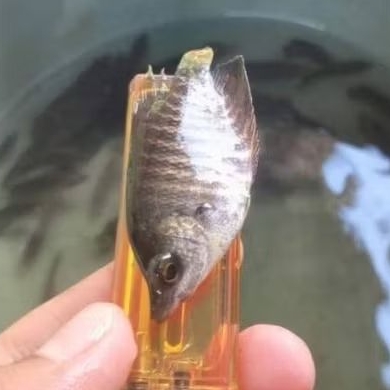 bibit ikan gurame soang ukuran korek gas/bensol berkualitas