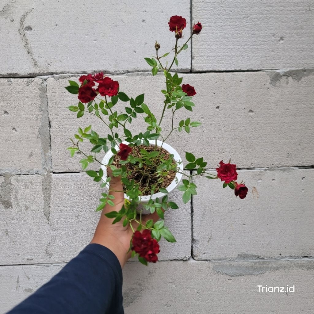 Bunga mawar baby rose minion bunga merah plus pot putih