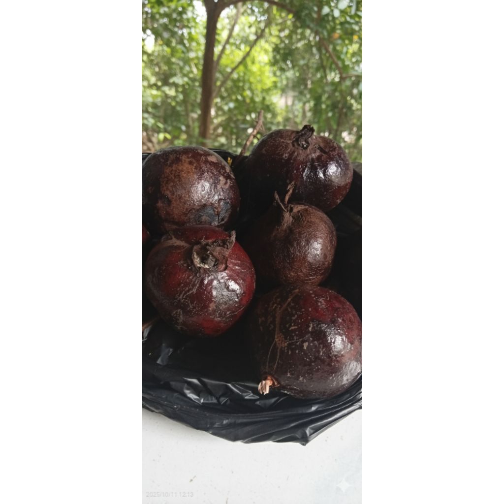 Buah Delima Hitam Langka asli persatu pic buah