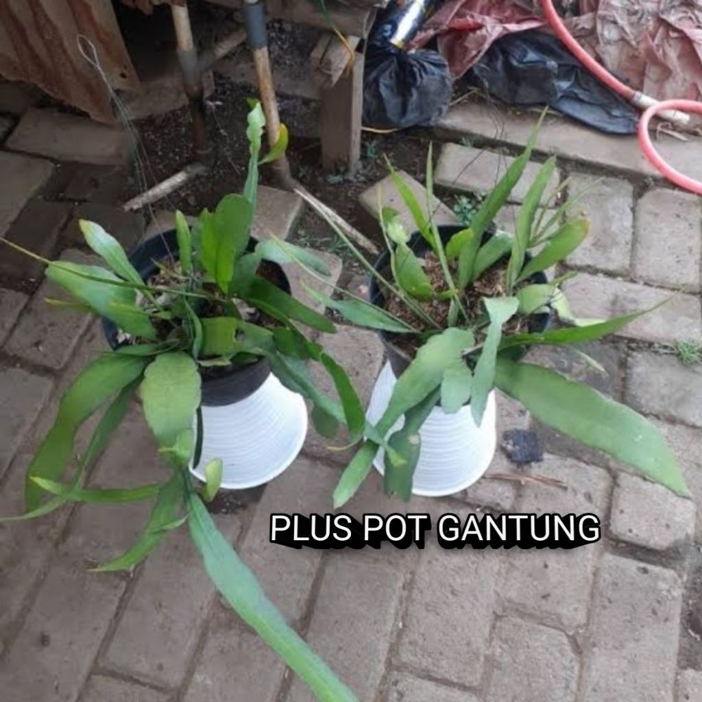 Zico Stored Tanaman Hias Gantung Wijaya Kusuma Putih Hidup + Dengan Pot Gantung Rimbun Tahan Panas