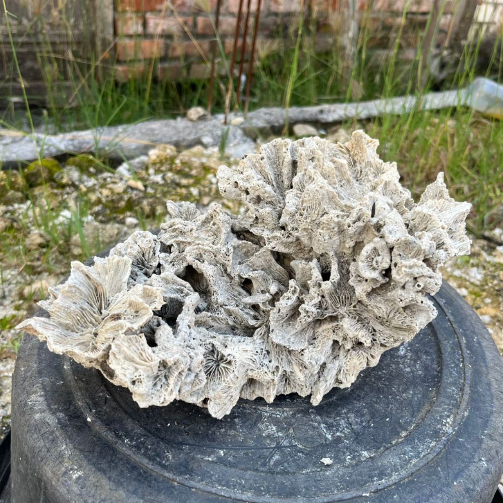 Batu karang laut bentuk bunga mekar besar istimewah layaknya bunga di dasar laut batu karang dekoras