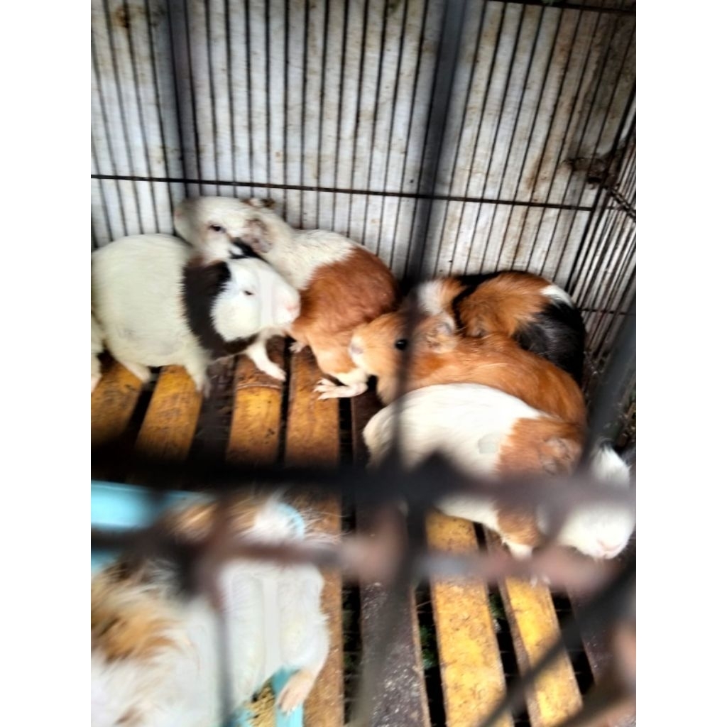 marmut lokal - anakan marmut