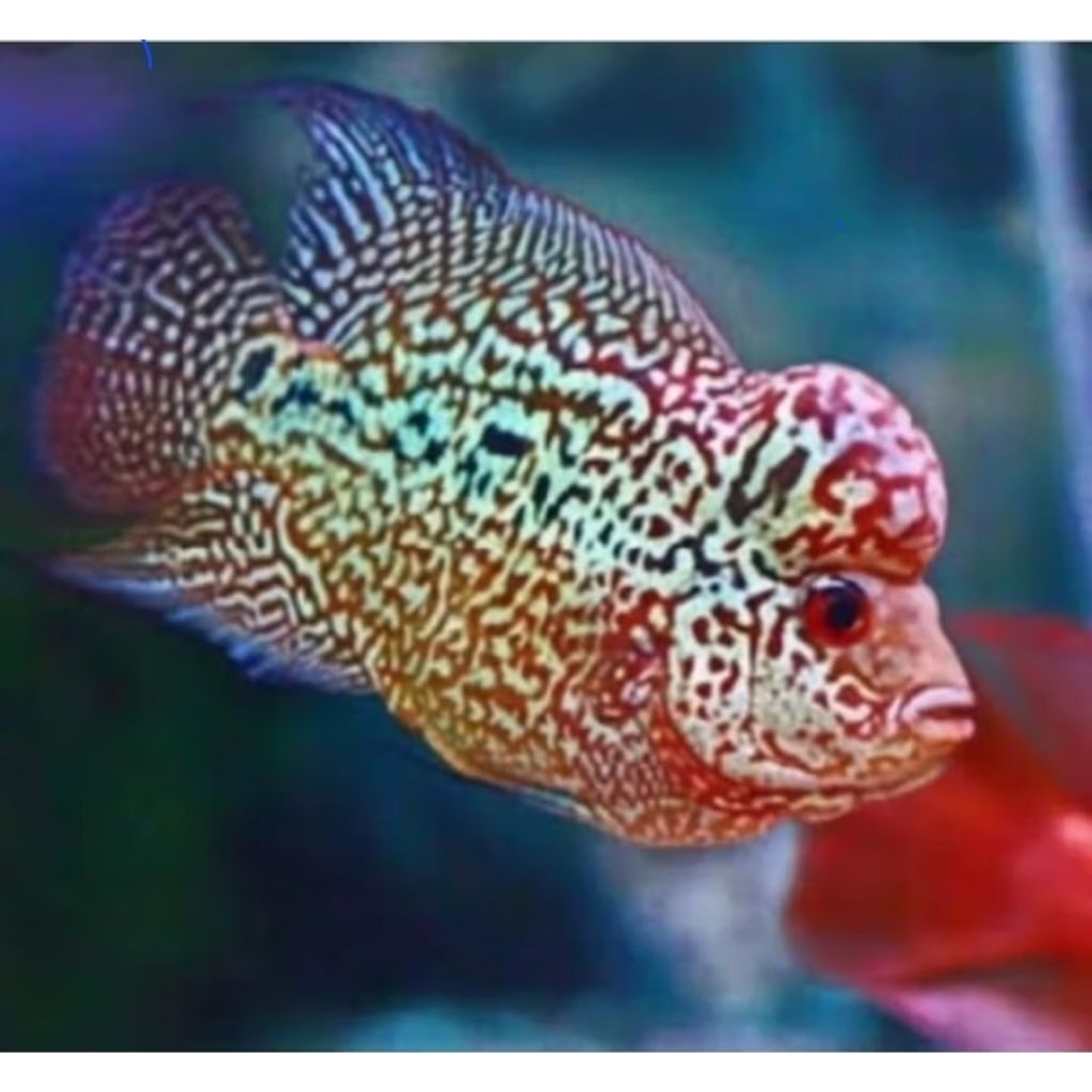 Kamfa  F2VIP Louhan Thailand Big Size- ,Indukan Asli, Kondisi Sehat